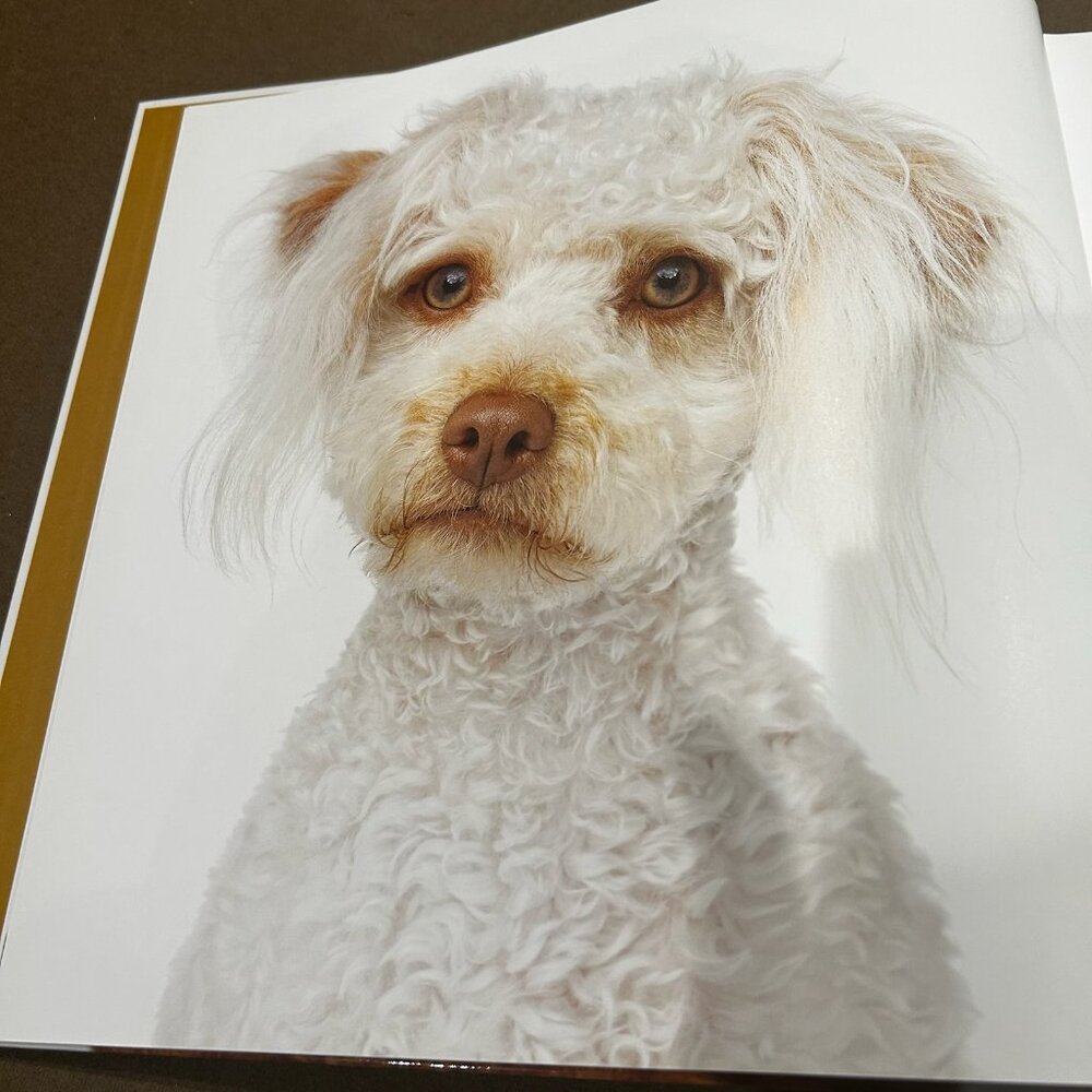 Rover: Wagmore Edition A Beautiful Large Coffee Table Book - Picture 3 of 8